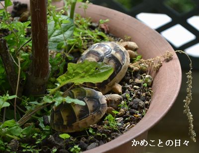 DSC_0411-hta.jpg