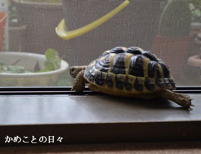 DSC_0443-fu.jpg