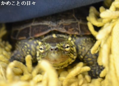DSC_0488-suke.jpg