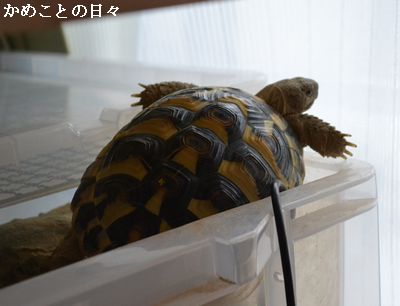 DSC_0564-f.jpg
