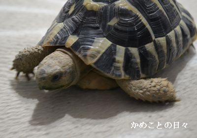 DSC_0581-qui.jpg