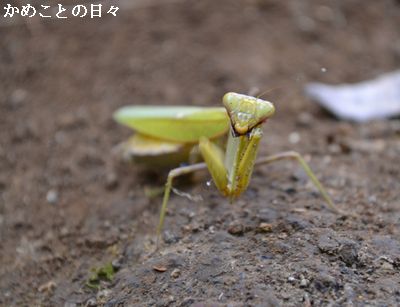 DSC_0620-kama.jpg