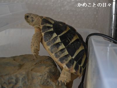 DSC_0767-qui.jpg