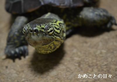 DSC_0799-suke.jpg