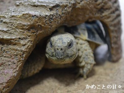 DSC_0852-qui.jpg