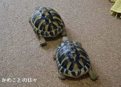 DSC_0868-fq.jpg