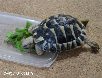 DSC_0872-q.jpg