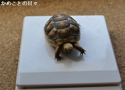 DSC_0926-t.jpg