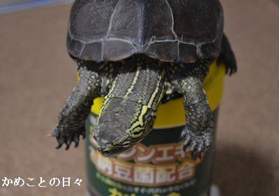 DSC_0930-suke.jpg