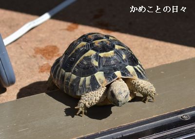 DSC_0935-q.jpg