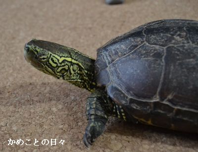 DSC_0949-suke.jpg