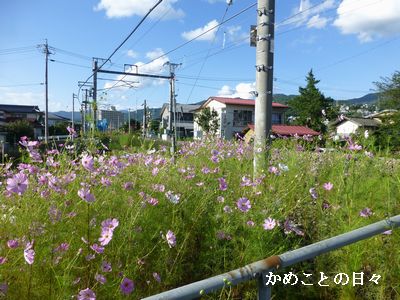 P1140240-cos.jpg