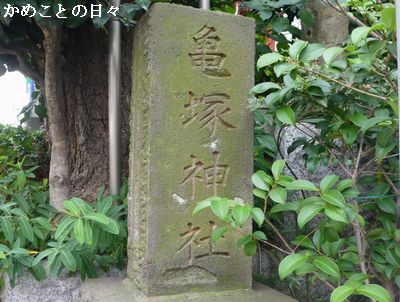 P1140299-kame.jpg