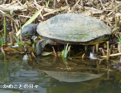 P1140395-hana.jpg