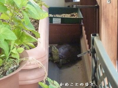 P1290384-suke.jpg
