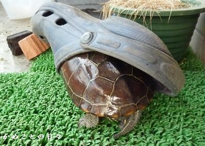 P1290551-suke.jpg