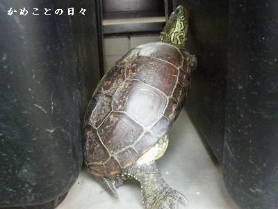 P1310583-suke.jpg