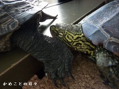 P1310970-suke.jpg