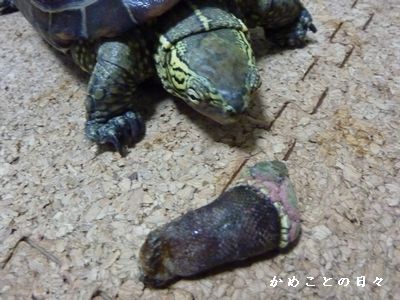 P1320110-suke.jpg
