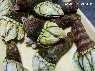 P1320122-kame.jpg