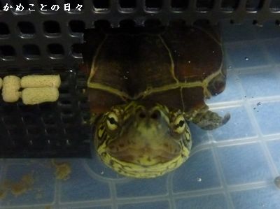 P1330658-suke.jpg