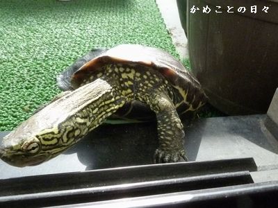P1330727-suke.jpg