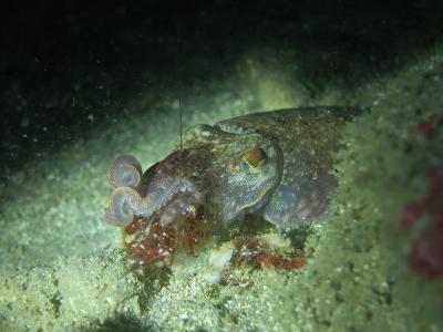 02-04 コウイカ捕食中