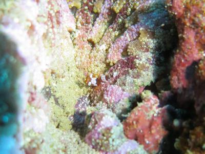 02-10 イソギンチャクモエビ