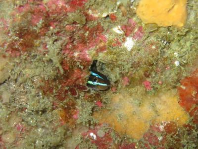 01-24 ミナミギンポ
