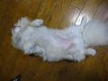 IMG_2922_20120306231647.jpg