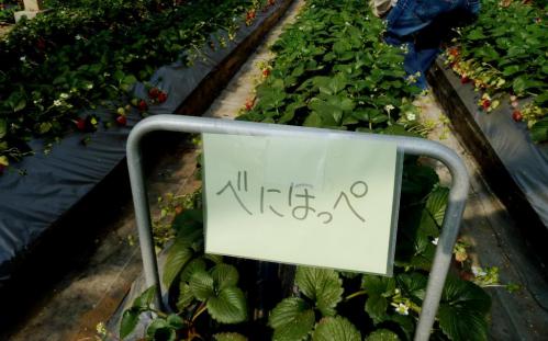 04紅ほっぺ