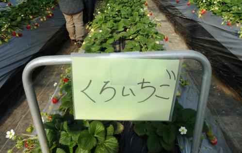 07くろいちご