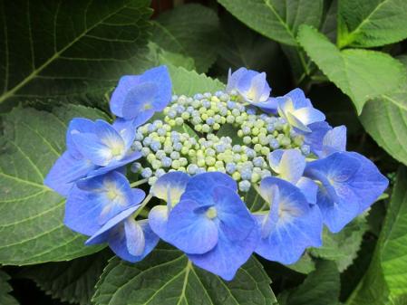 IMG_1175.jpg