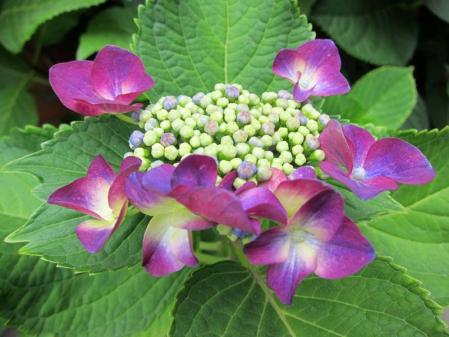 IMG_1176_20130603083229.jpg