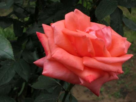 IMG_1264_20130601220045.jpg