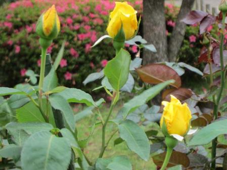 IMG_1265_20130601220046.jpg