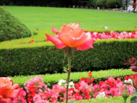 IMG_1266_20130601220047.jpg