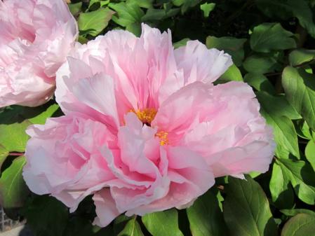 IMG_2351_20130416092543.jpg