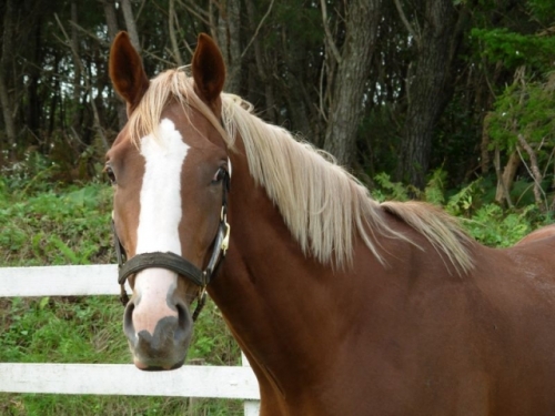 【競馬オタ】って馬の顔見ただけで名前わかるの?