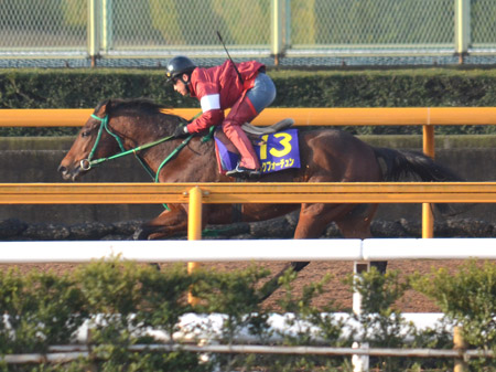 【フェブラリーS】はシルクフォーチュンが穴をあける