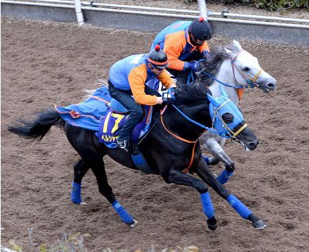 【ベルシャザール】のフェブラリーS養分化は間違いないぞ