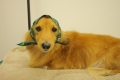 20131204クーちゃん2