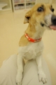 20131204ももちゃん