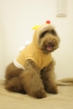 20131213しんのすけちゃん