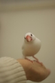 20131216まりもちゃん
