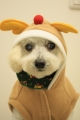 20131218エルちゃん3