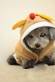 20131224マークちゃん3