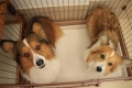 20131224モモちゃん&サクラちゃん1