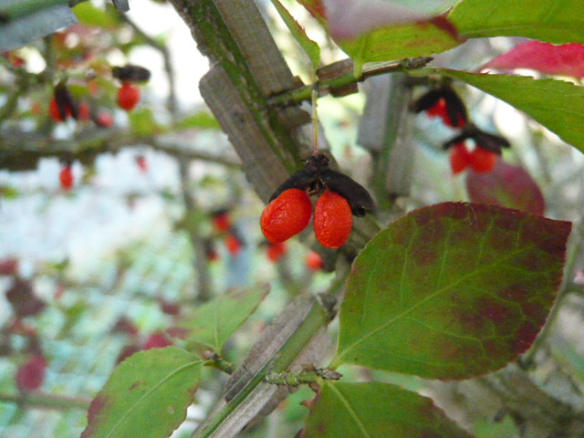 017_20111101152111.jpg