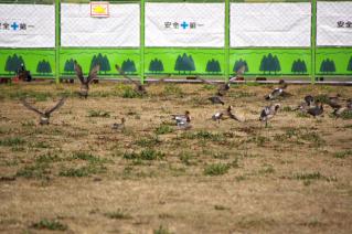 旧東海道:馬入川橋梁下で飛び立つヒドリガモの群れ